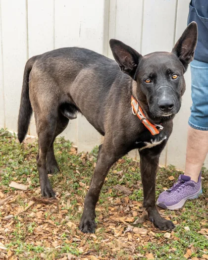 Cleveland- ADOPTED! photo 2