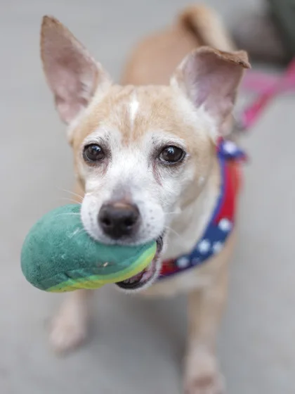 Chia-ADOPTED photo 2