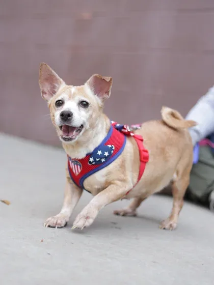 Chia-ADOPTED photo 1